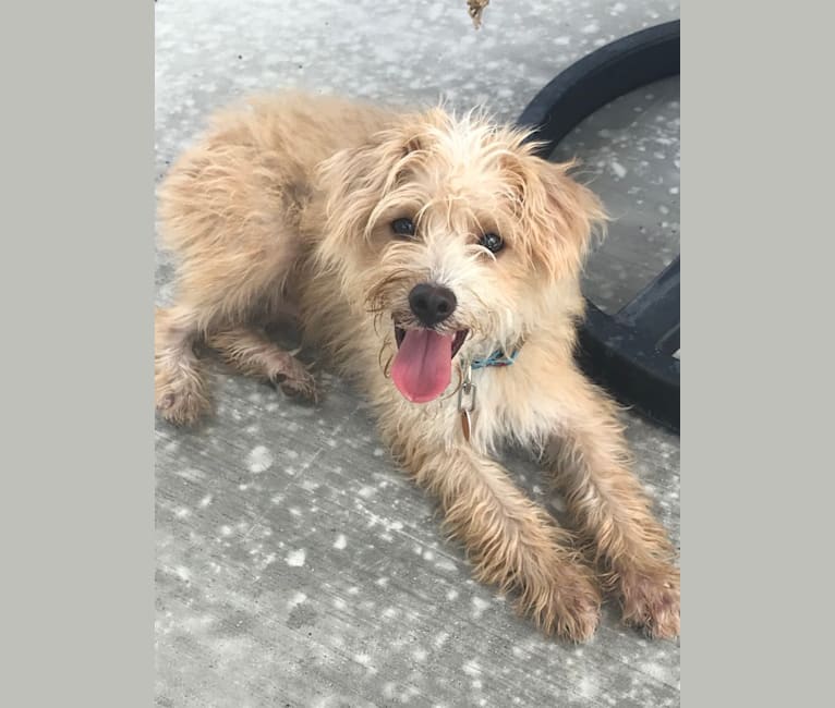 Buddy, a Miniature Pinscher and Poodle (Small) mix tested with EmbarkVet.com