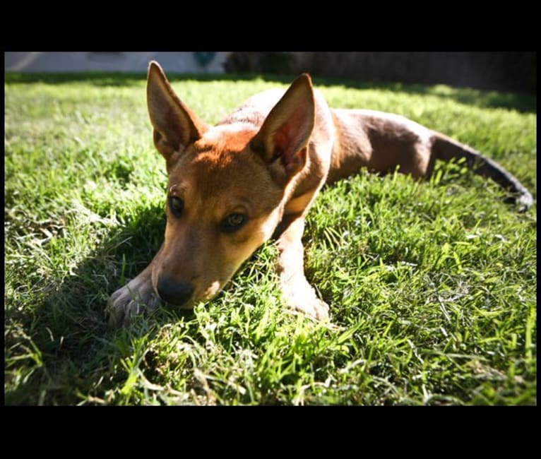 Jane, a Chow Chow and German Shepherd Dog mix tested with EmbarkVet.com