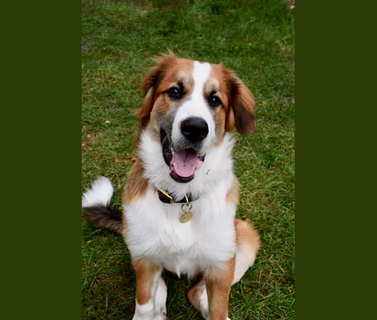 Saint bernard border collie mix 2025