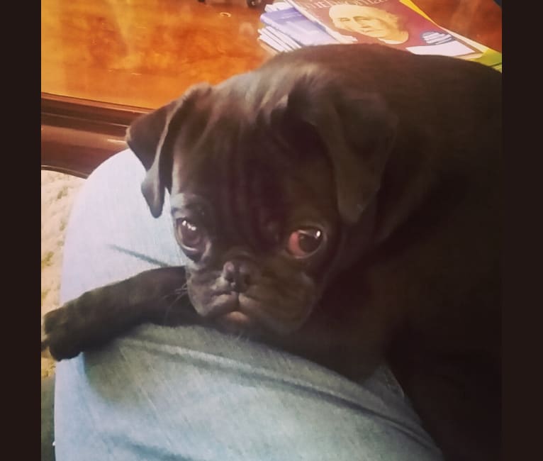 embark dog dna test breed