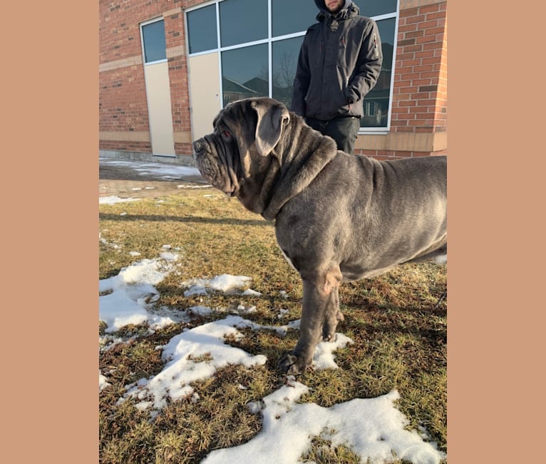 Kaiser, a Neapolitan Mastiff tested with EmbarkVet.com