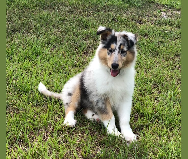 Kuma, a Collie tested with EmbarkVet.com