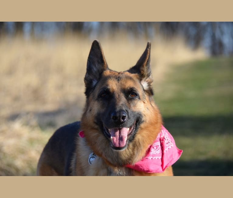 Karma, a German Shepherd Dog tested with EmbarkVet.com