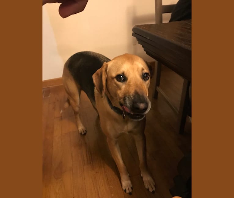 Photo of Daisy, an American Foxhound, American Pit Bull Terrier, and German Shepherd Dog mix