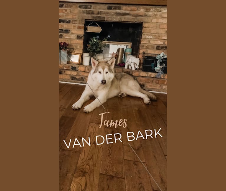 James Van Der Bark a dog tested with EmbarkVet.com