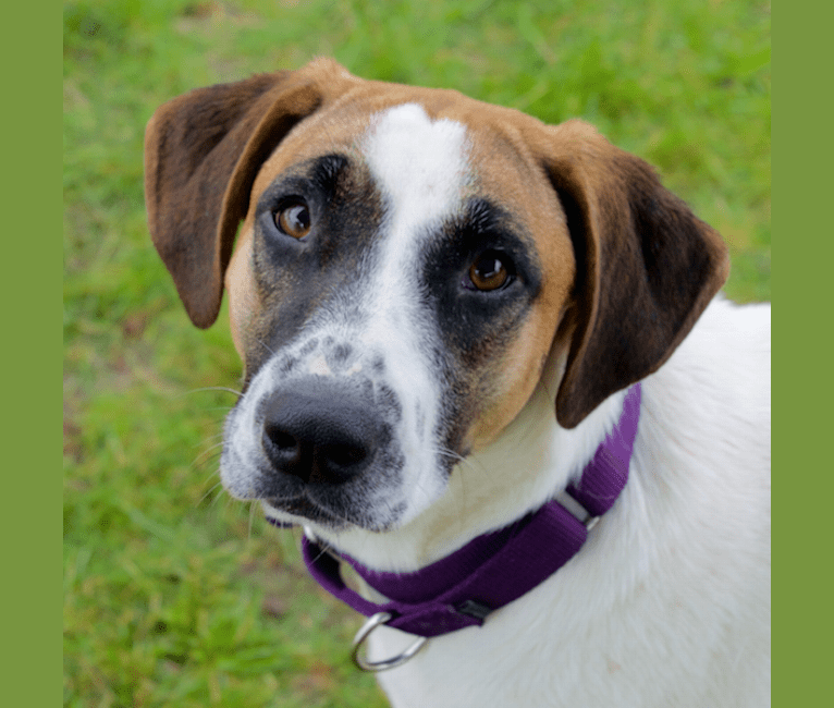 blue heeler bloodhound mix