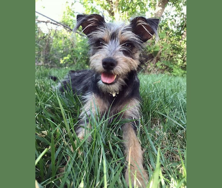 mini schnauzer rat terrier mix