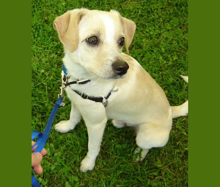 Photo of Nicco, a Russell-type Terrier, Bichon Frise, and Chihuahua mix in Cary, North Carolina, USA