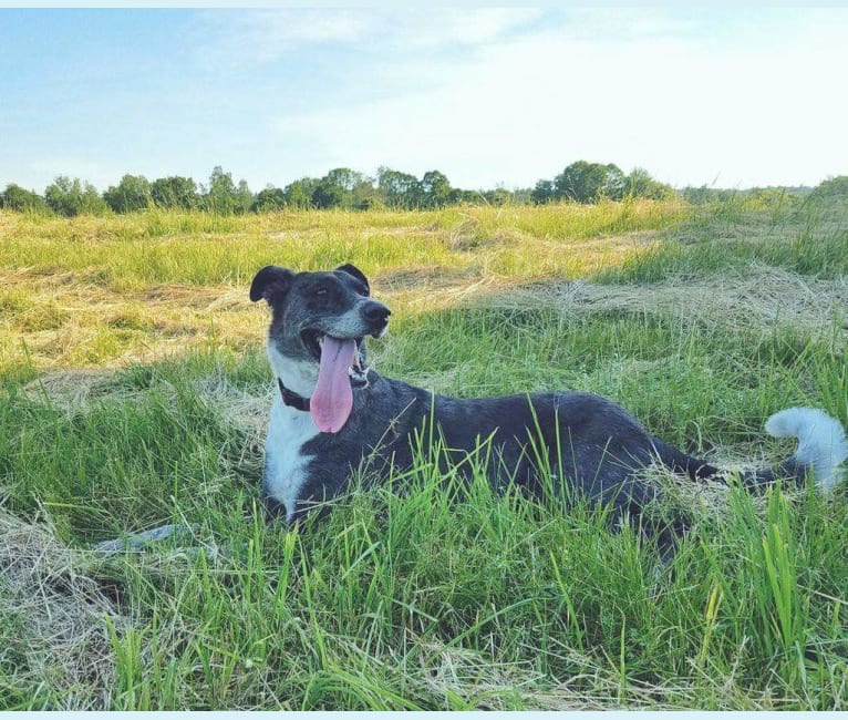 Cleo, a Great Dane and German Shepherd Dog mix tested with EmbarkVet.com