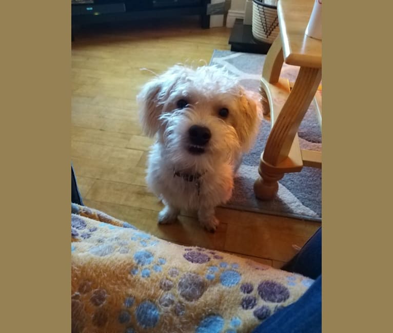 Photo of Scruffy Murphy, a Russell-type Terrier, Bichon Frise, and Mixed mix in Ballygill, County Roscommon, Ireland