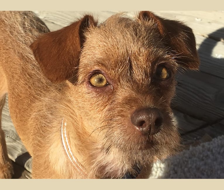 Photo of Mochi, a Miniature Pinscher, Poodle (Small), Lhasa Apso, Shih Tzu, Chihuahua, and Mixed mix in Irvine, California, USA