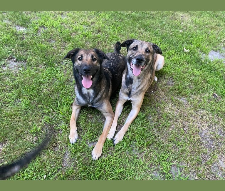 Loki, a Belgian Malinois and Australian Shepherd mix tested with EmbarkVet.com