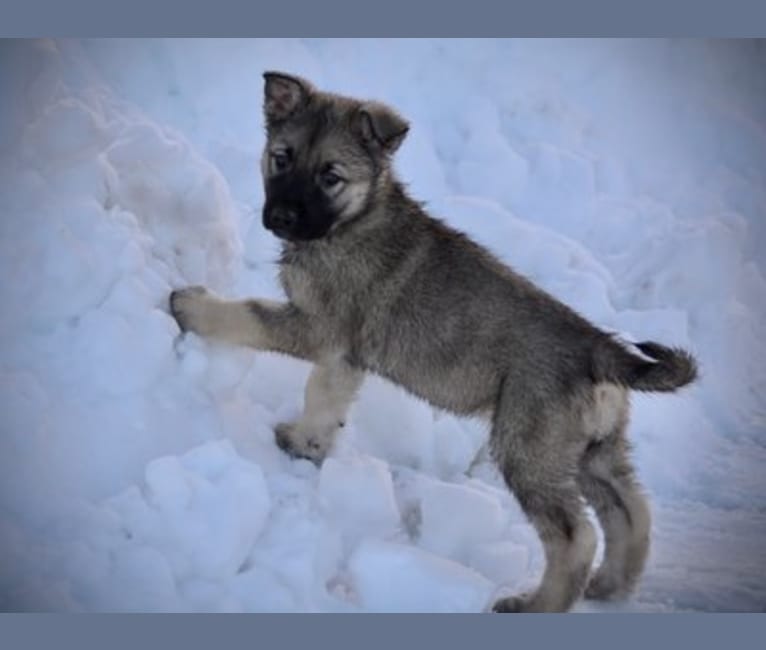 Levi, an Alaskan Malamute and German Shepherd Dog mix tested with EmbarkVet.com