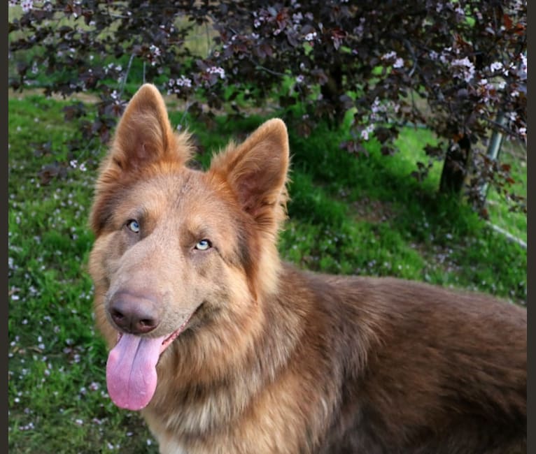 Bocephus, a German Shepherd Dog tested with EmbarkVet.com