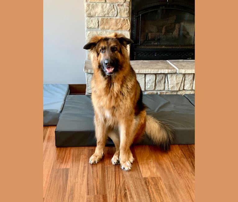 Russian terrier mix clearance