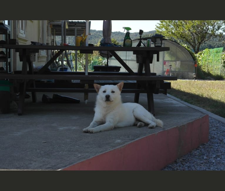 Oneul, an East Asian Village Dog tested with EmbarkVet.com
