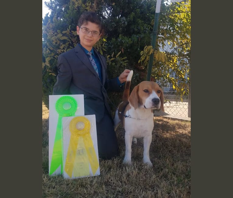 Photo of Coulson, a Beagle  in Oklahoma, USA