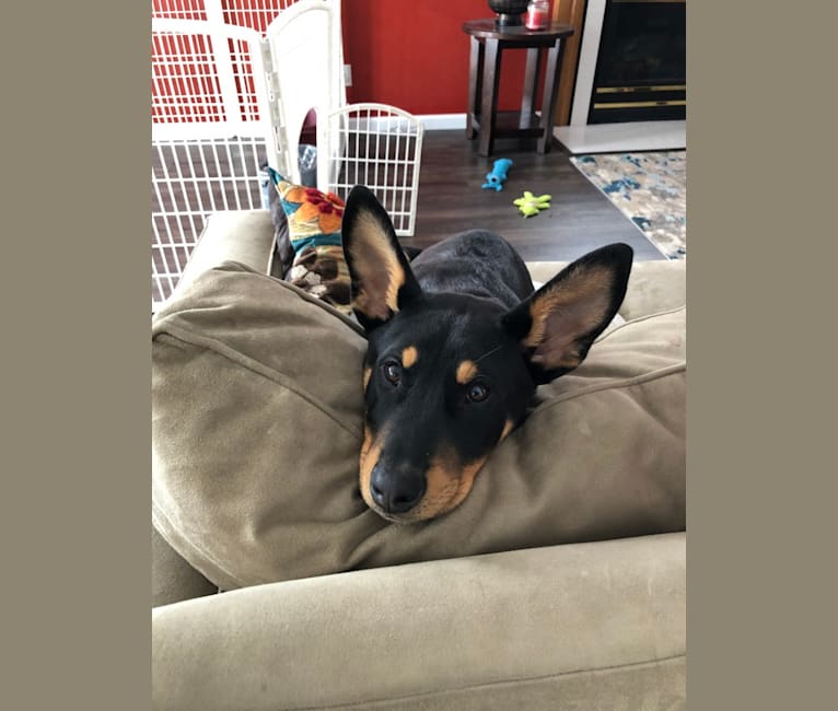 Blitzen, an Australian Cattle Dog and Doberman Pinscher mix tested with EmbarkVet.com