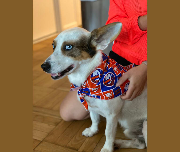 Marco, a Chihuahua and Siberian Husky mix tested with EmbarkVet.com
