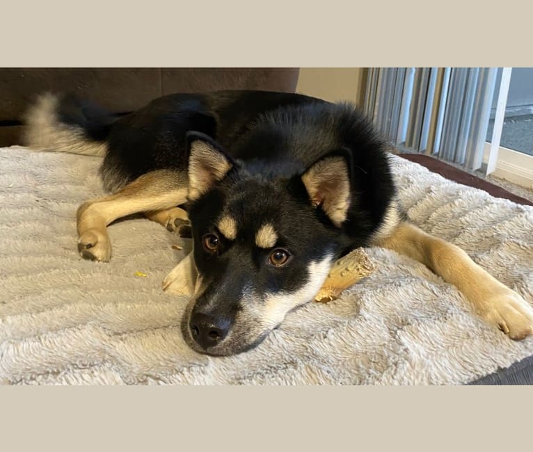 Aspen, a Siberian Husky and Pomeranian mix tested with EmbarkVet.com