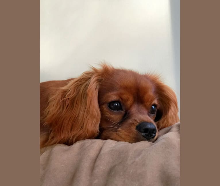 Rosie, a Cavalier King Charles Spaniel tested with EmbarkVet.com