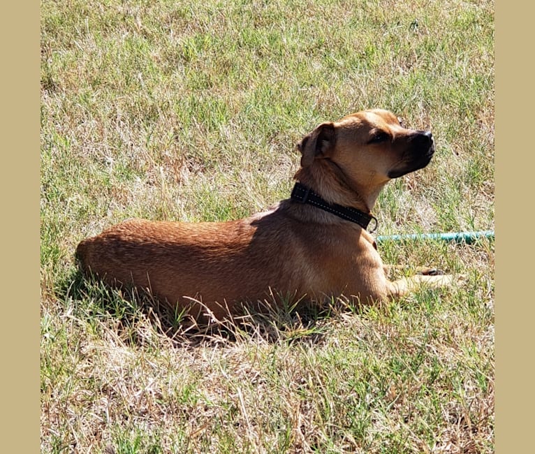 Photo of Maximillian Von Pupperstein, a Poodle (Small), American Pit Bull Terrier, Cocker Spaniel, Chihuahua, and Mixed mix in Austin, TX, USA