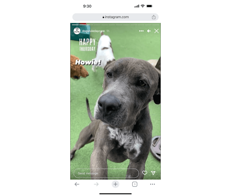 Howie Moon, an American Pit Bull Terrier and Great Pyrenees mix tested with EmbarkVet.com