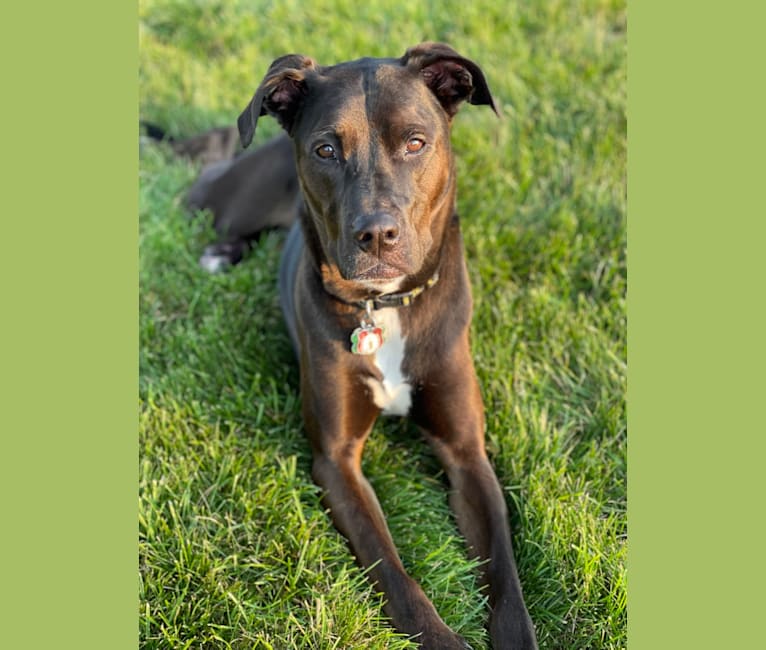 Axel, a Staffordshire Terrier and Rottweiler mix tested with EmbarkVet.com