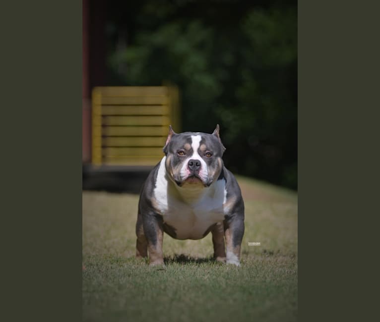 GrCh. Venomline South’s Riot of X-File Bullies, an American Bully tested with EmbarkVet.com