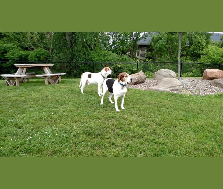 Colton, a Treeing Walker Coonhound tested with EmbarkVet.com