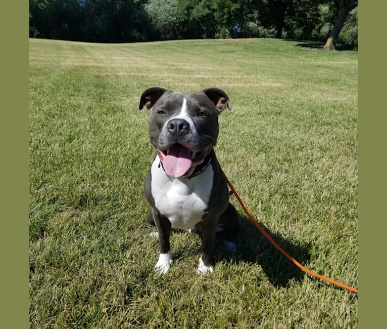 MaSiWei, an American Bully tested with EmbarkVet.com