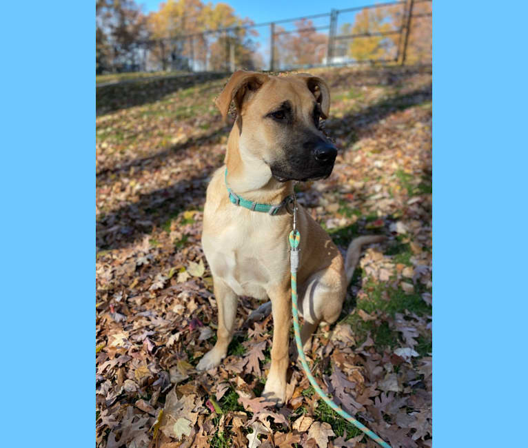 Link, a German Shepherd Dog and Boxer mix tested with EmbarkVet.com