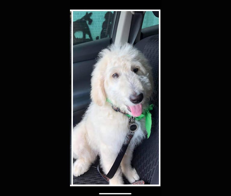 Photo of Roscoe, a Poodle (Standard) and Golden Retriever mix in Little Rock, Arkansas, USA