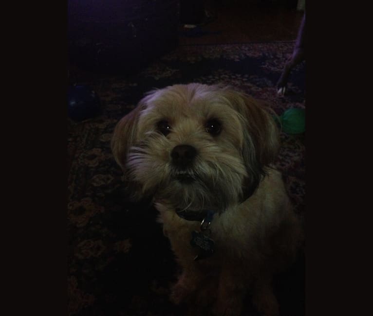 Roscoe, a Rat Terrier and Lhasa Apso mix tested with EmbarkVet.com