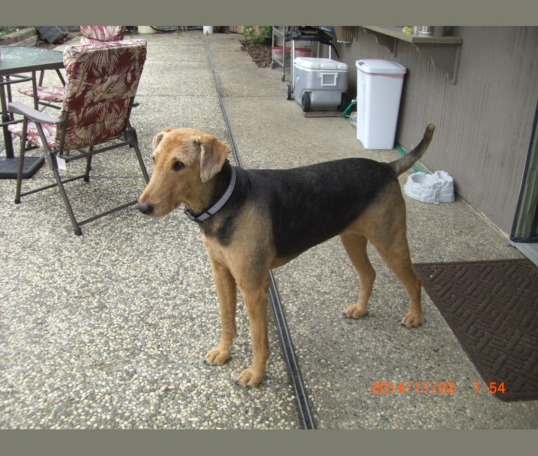 Photo of Hana, an Airedale Terrier  in California, USA