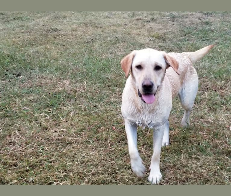 Nina, a Labrador Retriever tested with EmbarkVet.com