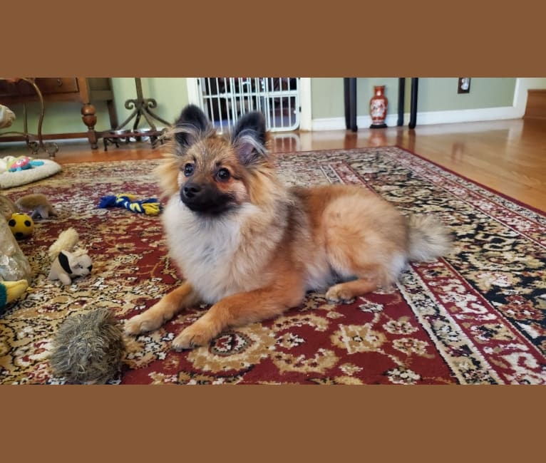 Photo of Grizzy, a Pomeranian  in Sacramento, California, USA