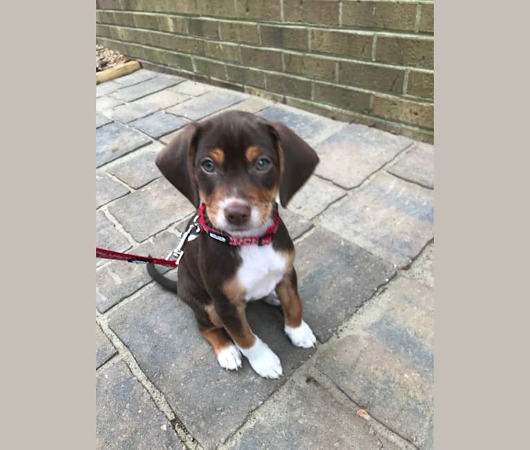 Beowulf, a Miniature Pinscher and Beagle mix tested with EmbarkVet.com