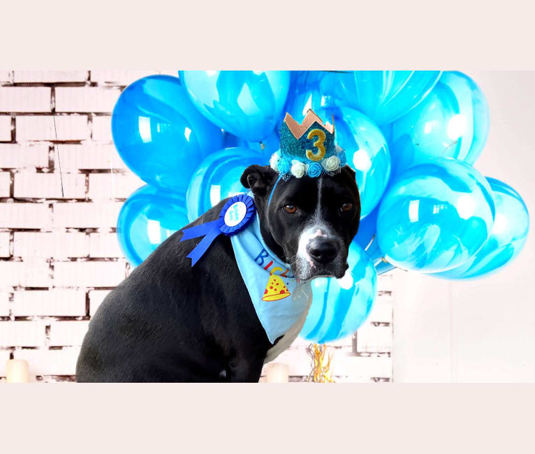 Roger, an American Bully and Rat Terrier mix tested with EmbarkVet.com