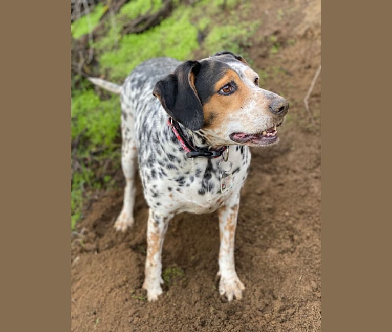 Beagle dalmatian mix cheap