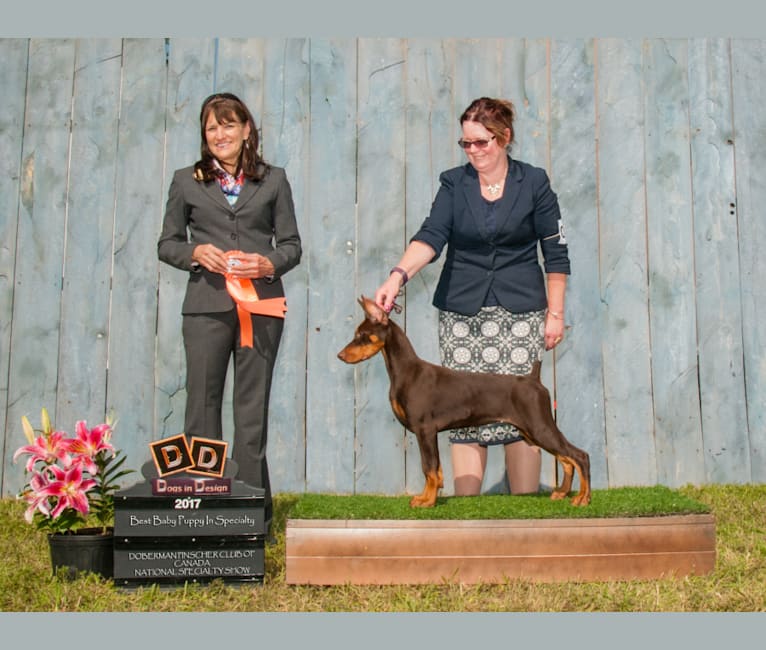 Gatehouse dobermans 2025