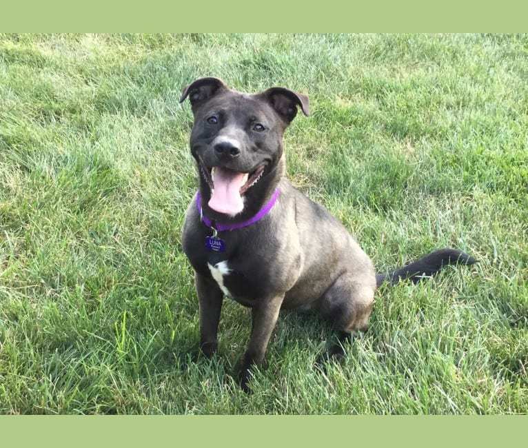 Luna, an American Pit Bull Terrier and Norwegian Elkhound mix tested with EmbarkVet.com