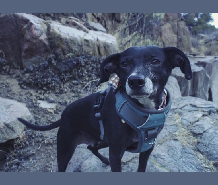 Mister Bo, a German Shorthaired Pointer and Chihuahua mix tested with EmbarkVet.com