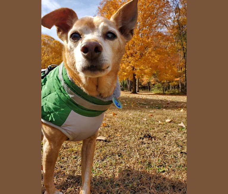 Cricket, a Miniature Pinscher and Beagle mix tested with EmbarkVet.com