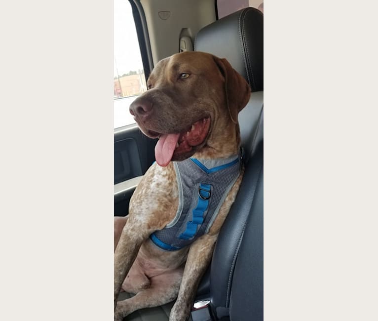 Embark Dog DNA Test Breed