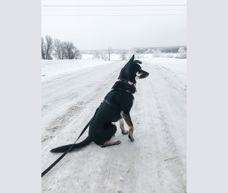 Remington, a Labrador Retriever and German Shepherd Dog mix tested with EmbarkVet.com