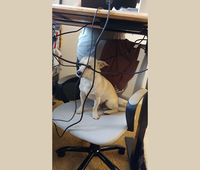 Austin "Sausage" Kim, a Poodle (Small) and Chihuahua mix tested with EmbarkVet.com