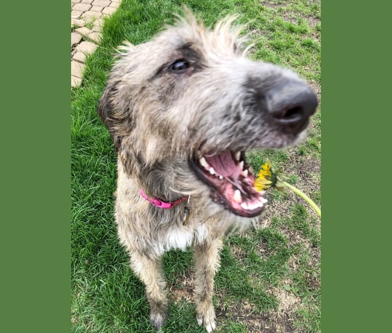 Beatrice, an Irish Wolfhound tested with EmbarkVet.com