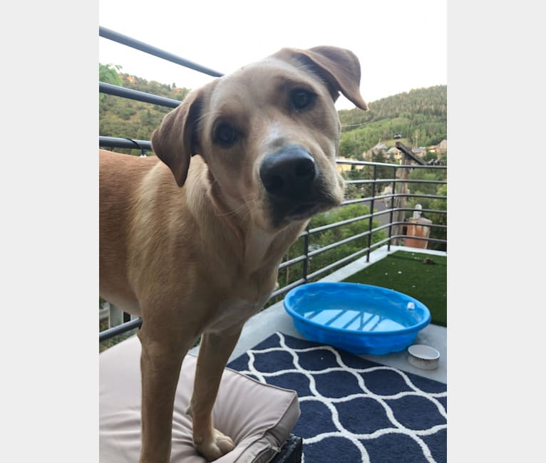 Photo of Remy, a Chow Chow, American Pit Bull Terrier, Labrador Retriever, American Staffordshire Terrier, and Mixed mix in Nuzzles & Co. Pet Rescue and Adoption — Adoption Center, North Landmark Drive, Park City, UT, USA