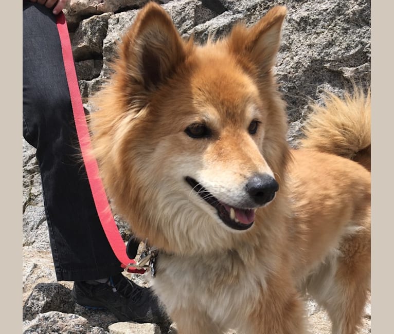 Embark Dog DNA Test Breed